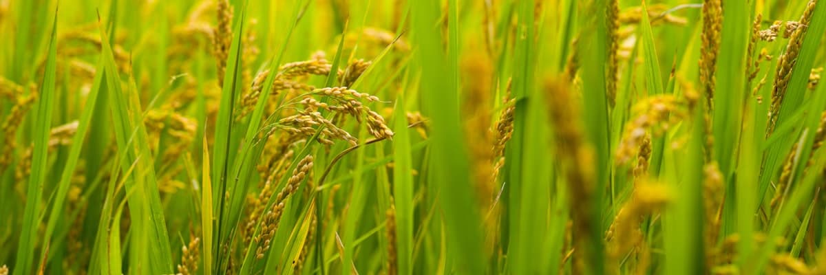 Rice Partners Pvt Ltd (RPL) banner