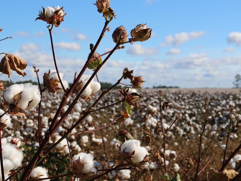 Hybrid Cotton Seed F1