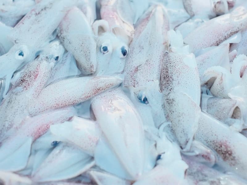 Frozen Cuttlefish IQF — KFHA