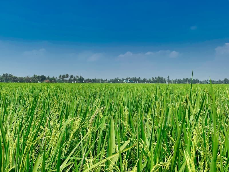 Rice Partners Sustainable Basmati