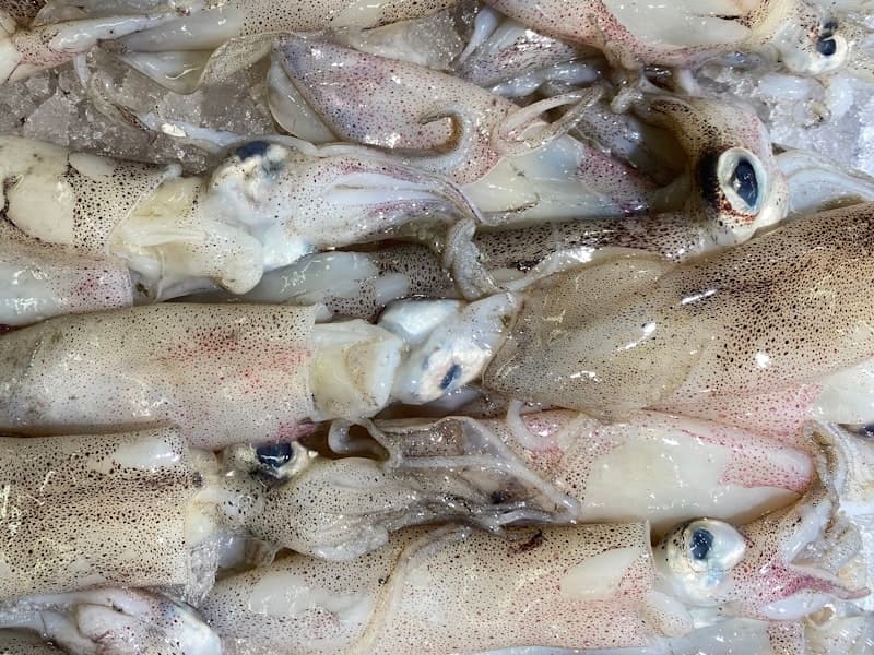 Frozen Squid Tubes — Seatrade