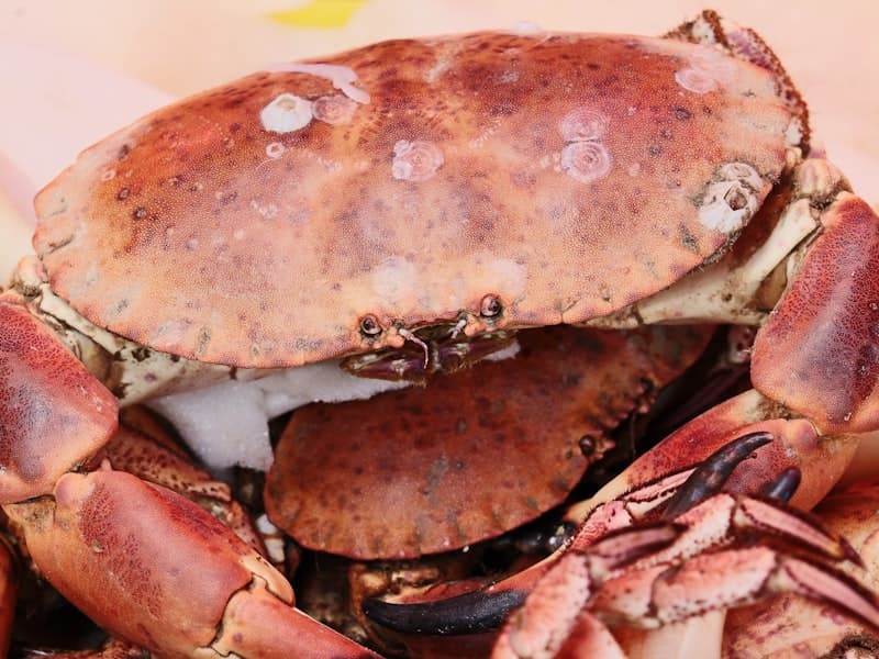 Live Mud Crab — Seatrade